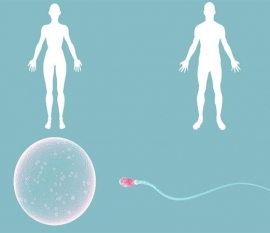 从降调到移植要多少钱